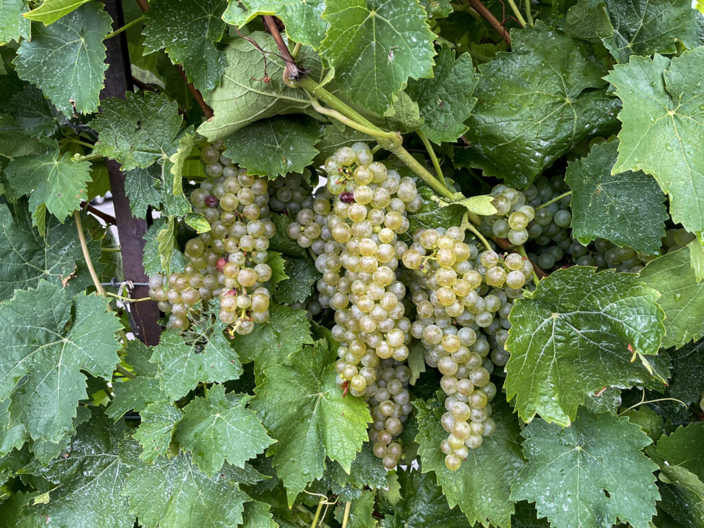 Grapes are Almost Ready for Harvest at Reif