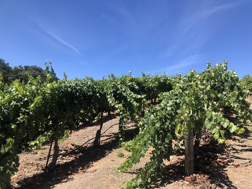 Opolo Winery - Paso Robles Wine Tasting Itinerary