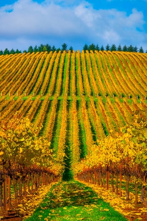 Vineyard views in Willamette Valley during Autumn | Winetraveler.com